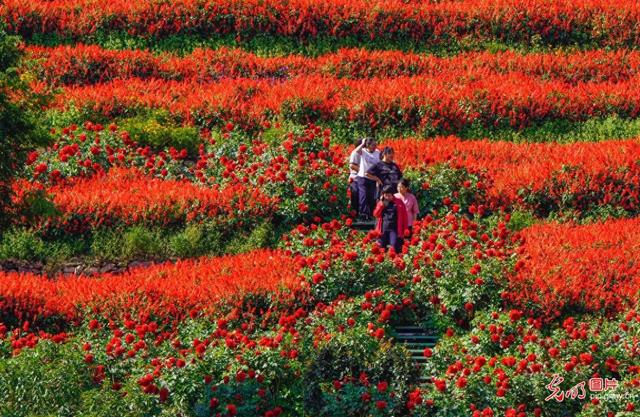 高山花海醉游人