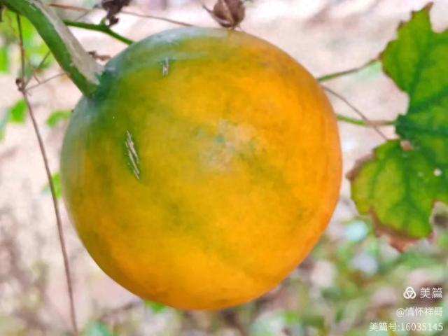 终极抗争攻略（宇宙胚胎学大纲DeepSeek脑洞联盟出品）