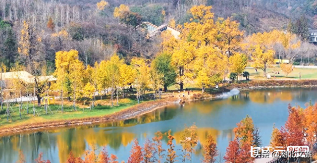 评分秋色：随州为啥被称为“杏”运城市？