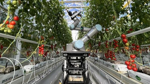 世界首个机器人育种家“吉儿”问世，可自动巡航杂交授粉，快速定制新品种