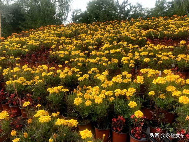 永登：金秋花景盛 国庆氛围浓