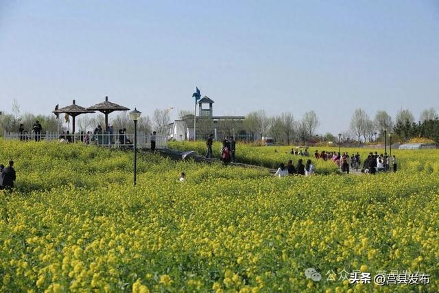 家门口的金色浪漫！莒县沭河公园油菜花火了