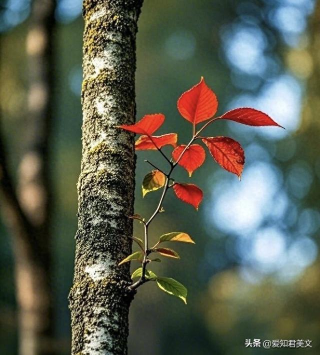 秋之雅趣，美不可言