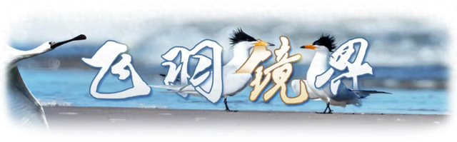 飞羽镜界 | 我在北京奥森公园拍到了“鸟中大熊猫”，是幸运吗！