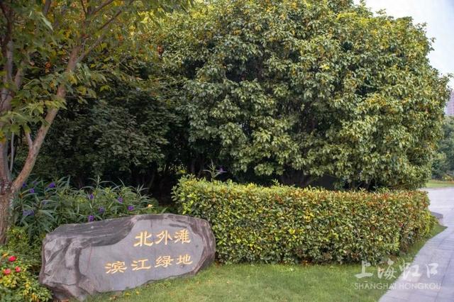 满城甜香，速赏桂花！莫要错过这迟来的秋日芬芳