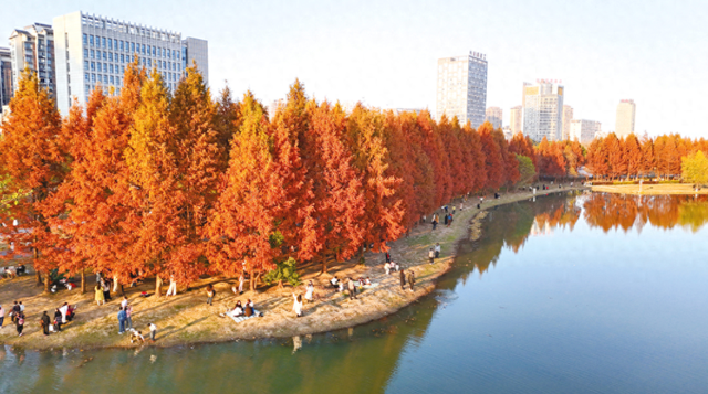 池州湿地杉林红似火