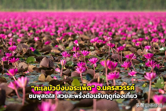 一期一会！泰国那空沙旺府万亩红莲盛开，邀游客共赏美景！