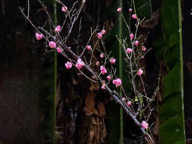 罕见一幕现身醴陵,即将消失!