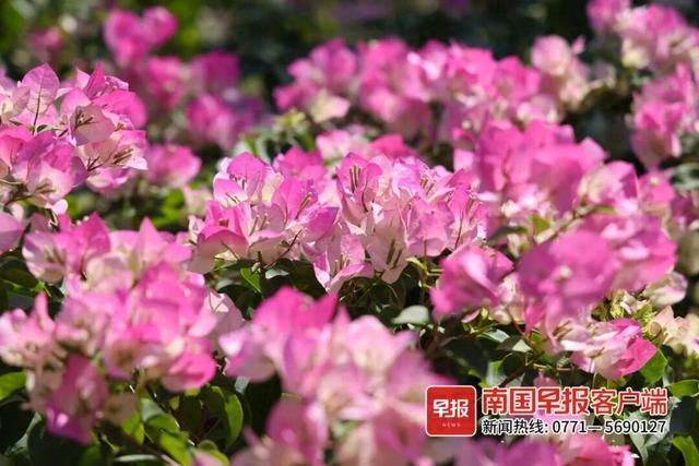 全国暖冬城市TOP3 ！南宁邀您共赴康养旅居之旅