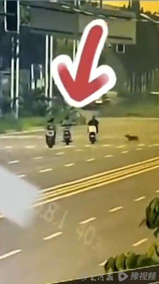 女子骑行被未拴绳大狗撞倒身亡，5个月后丈夫突发脑溢血进ICU，家中还有3个孩子两个老人……警方已对狗主人立案侦查