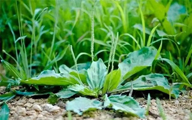 车前草立大功，发现：常用车前草煮水喝的人，不久或将收获4好处