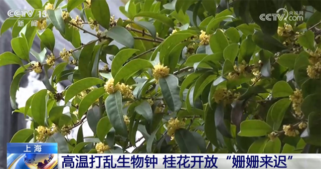 桂花飘香、胡杨金黄、黄栌换上五彩“盛装” 秋日中国铺展斑斓好风光