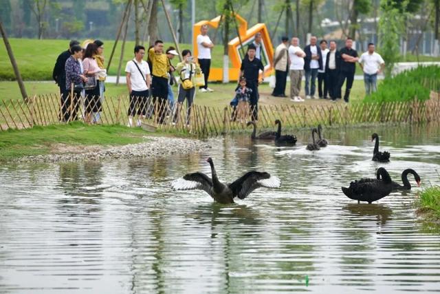 太美了！绵竹这个公园“紫色花海”惊艳上线......