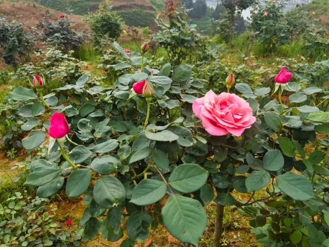 玫瑰花特点介绍（玫瑰花解郁结之气）