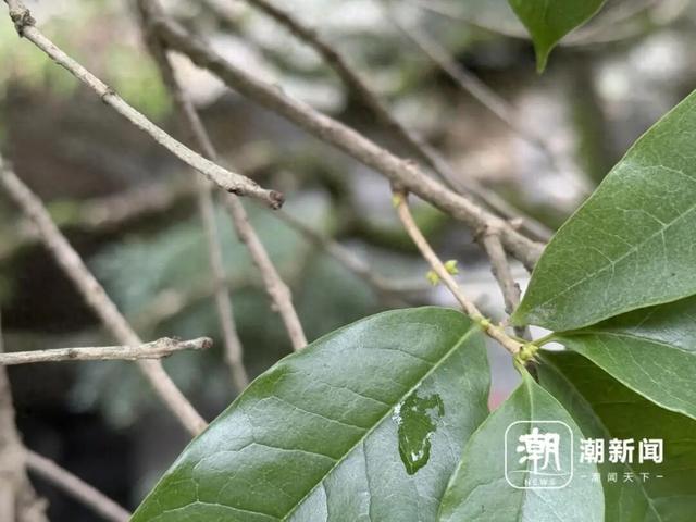 今年杭州第一朵桂花开了？西湖边三朵，上了热搜