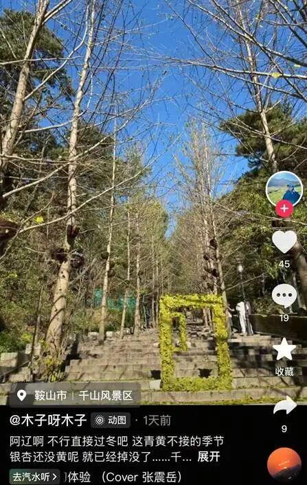银杏叶未黄先落！今年的“满地金黄景”还能看到么？