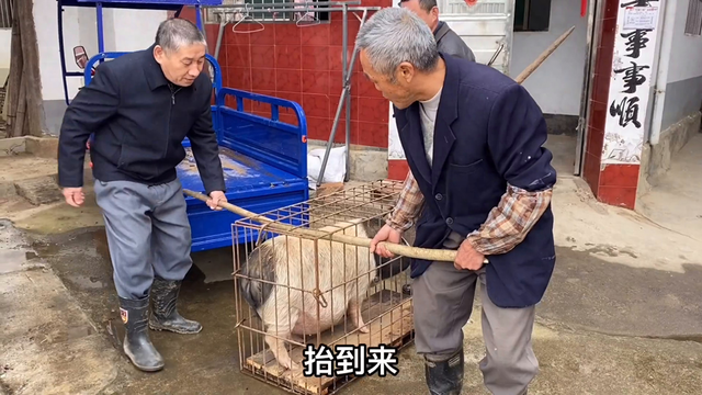 江西一个有名的热水村，把猪放进泉水里，脱猪毛就像脱衣服一样快