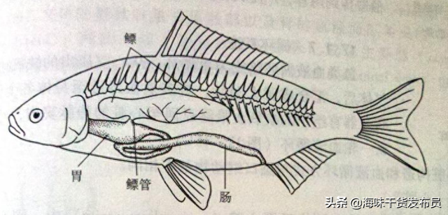 新鲜的鱼鳔好还是干的 2026年新鲜鱼鳔如何食用