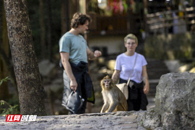 张家界十里画廊“猴趣”盎然，猕猴群成峡谷灵动风景线