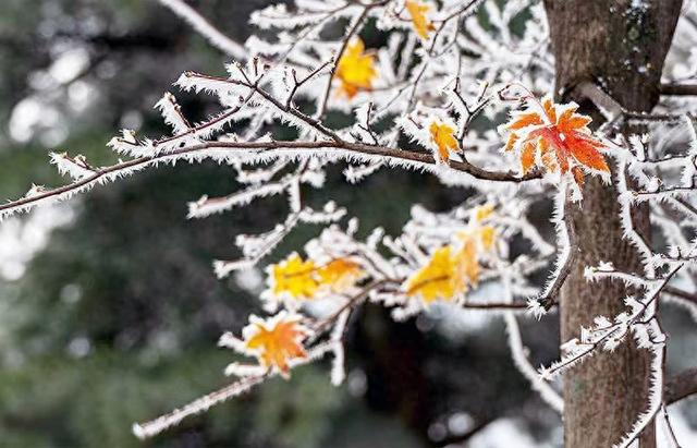 初雪的四方山：雾凇遍野 琼枝满山
