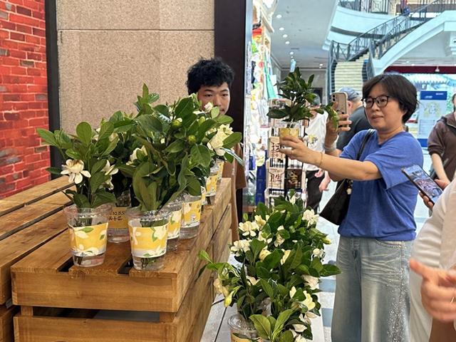 大雨挡不住热情，武汉博物馆百份栀子花“秒光”
