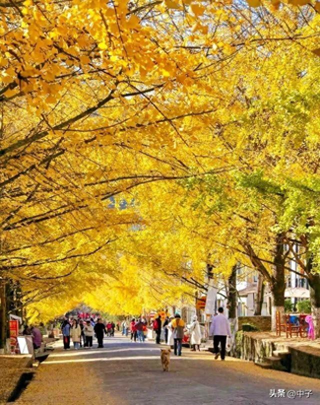 广东秋天封神！700亩银杏美哭了！