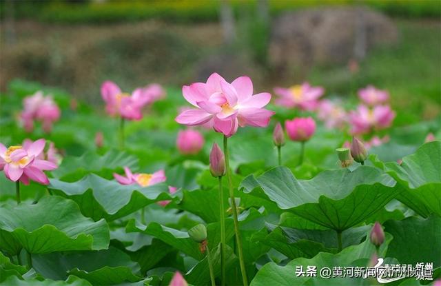 “荷”你邂逅！云中河景区荷花盛开