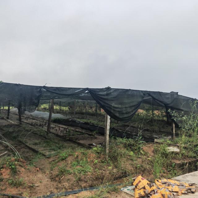 苗木网站建设（2025年国内优质苗木直销网站推荐排行榜）