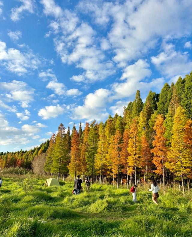 江尾村水杉林漫步