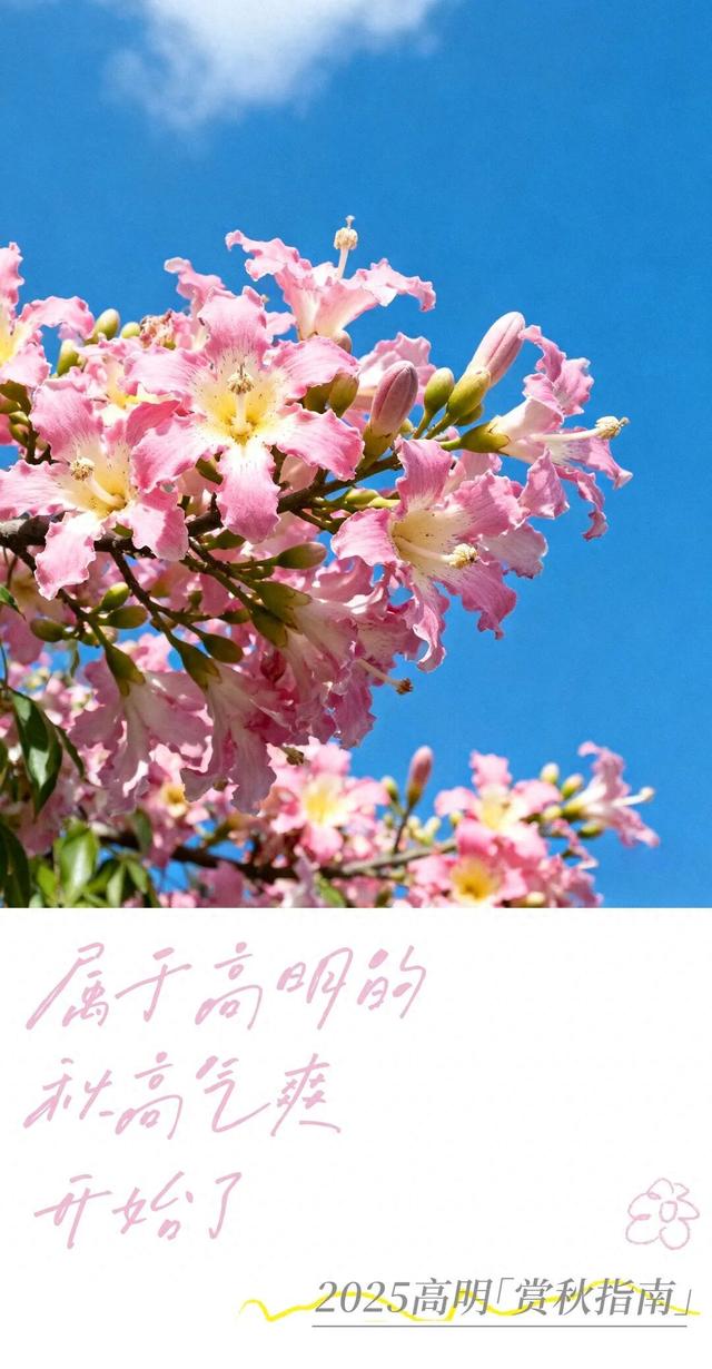 我宣布：高明的秋天开始了！