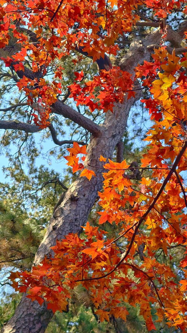 于香山叶脉间，读懂了这座城的秋天