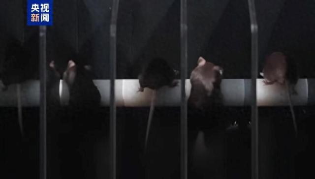 返回地球小游戏攻略6（短暂出差太空 小鼠航天员太空之旅如何度过）