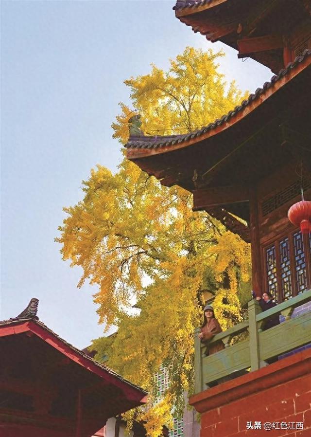 魁星点金！信江书院古杏燃冬