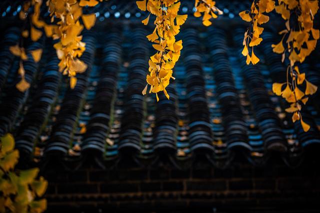 初冬古镇，落叶与时光一同慢下来🍂