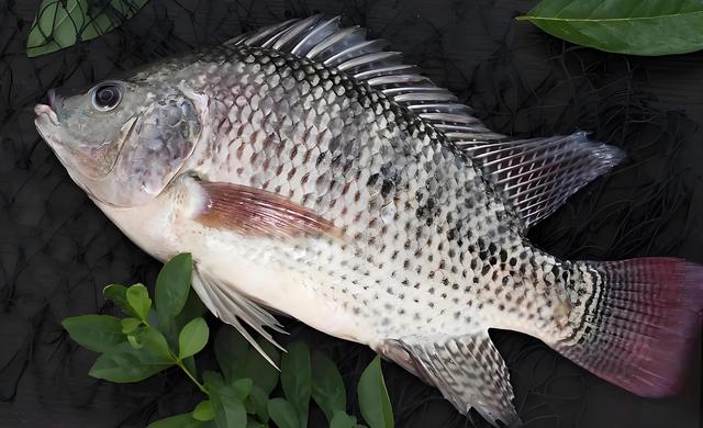 为什么不建议多吃罗非鱼（罗非鱼为什么要尽量少吃）