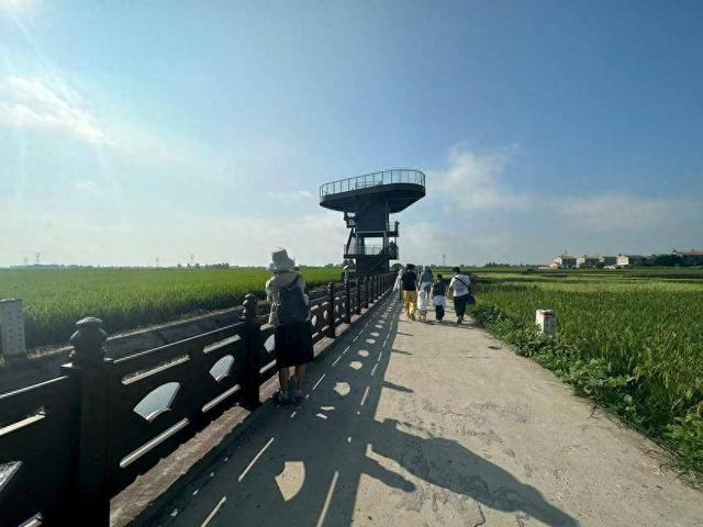 襄阳游客走进宜城木渠村 稻田画里悟农情享自然