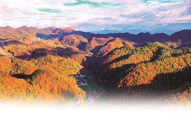 苍翠叠斑斓 限定盛宴至