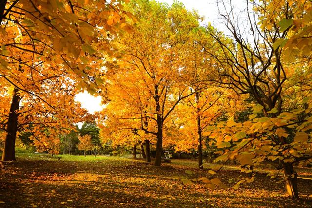北京公园缓扫落叶今年效果格外好，秋日限定美景延长至初冬