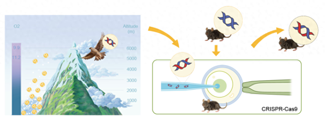 科研人员发现响应低氧的代谢调控新机制 | 科技前线