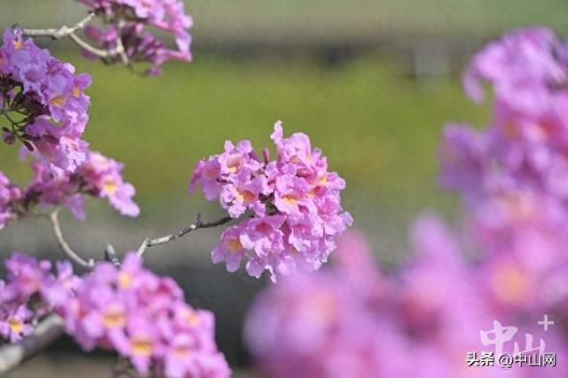 紫花风铃木、美丽异木棉……中山这些公园花开正好，快去打卡