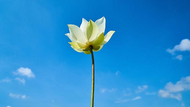 11月29日星期六，属猪，告诉你一句实话！