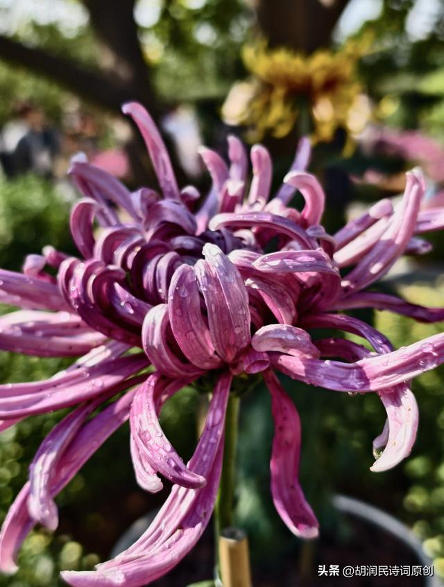 七律·初冬游青秀山见游人赏菊