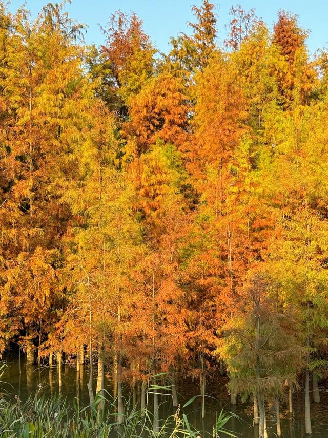 珠海市区或市区附近有什么赏秋的地方？