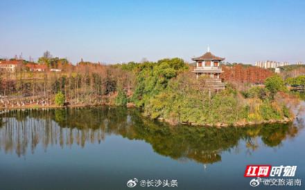 冬日衡阳南湖水杉如画