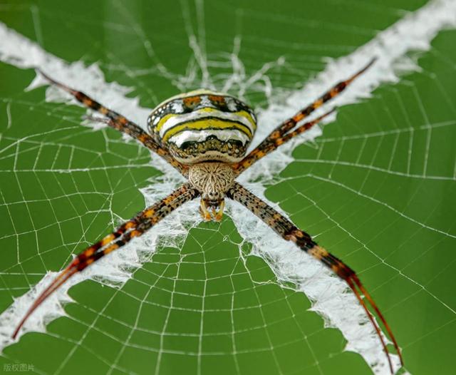 科学家发现双性蜘蛛物种。身体一分为二：雄性部分和雌性部分
