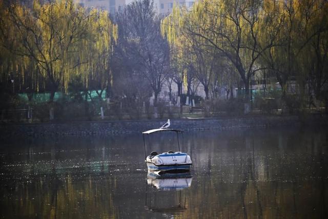 海河岸边、各大公园……天津冬季观鸟地图来了！