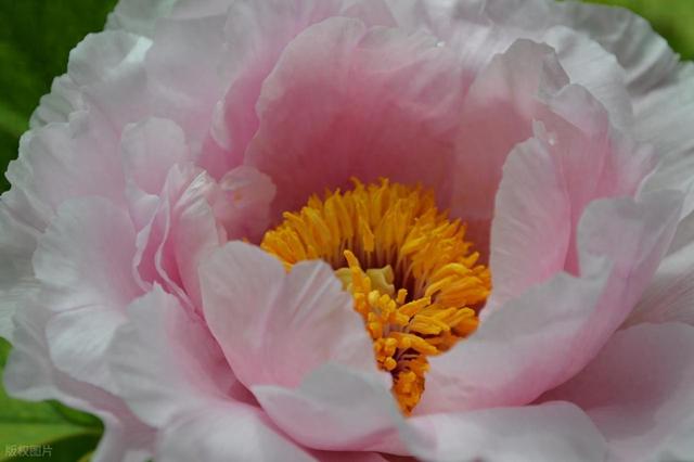 牡丹花海醉游人