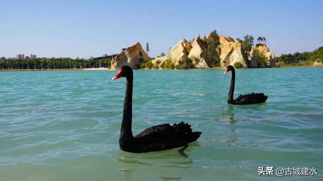 黑天鹅在建水五龙湖的前世与今朝
