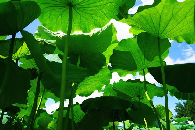 一眼惊艳！桂林夏日限定浪漫“荷”你有约！