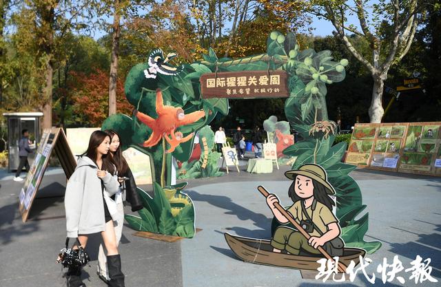 “猩”动来袭！南京红山森林动物园举办2025国际猩猩关爱周活动